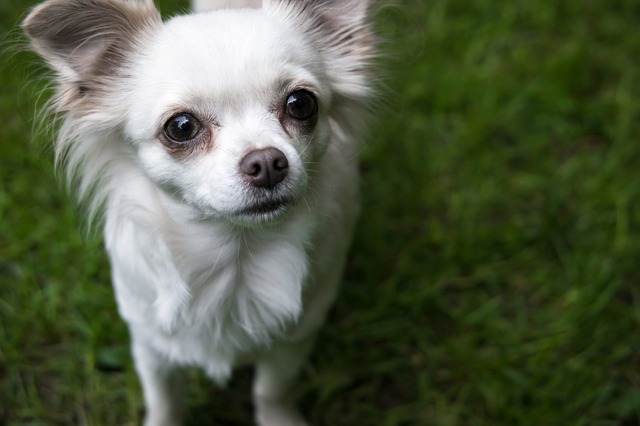 命を生み出す行為 ブリーディング を考える Vol 3 犬たちの健康と幸せのために 5枚目の写真 画像 動物のリアルを伝えるwebメディア Reanimal