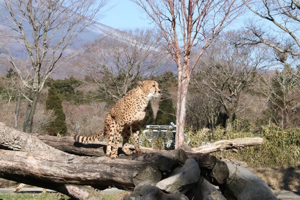 キリマンジャロじゃなく富士山バックに決めポーズ 富士サファリパークのチーター 4枚目の写真 画像 動物のリアルを伝えるwebメディア Reanimal