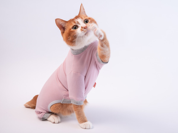 決まりました❣️新品未開封品 獣医師推奨 猫に優しい皮膚保護服キャットプロテクションスーツ - M / ブルー × 1 12580.jpg