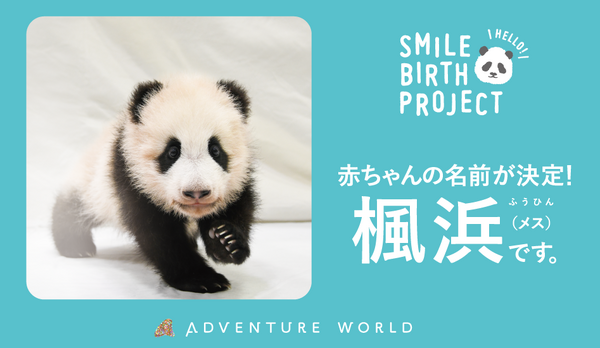 アドベンチャーワールドの赤ちゃんパンダ、名前は「楓浜（ふう