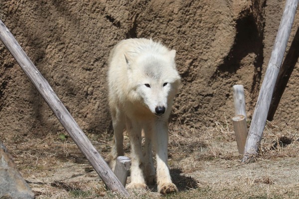 ホッキョクオオカミ、別名ホワイトウルフは夏毛も白い…那須どうぶつ