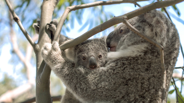 コアラを絶滅から救え Djiのドローンとaiが活躍 動物のリアルを伝えるwebメディア Reanimal