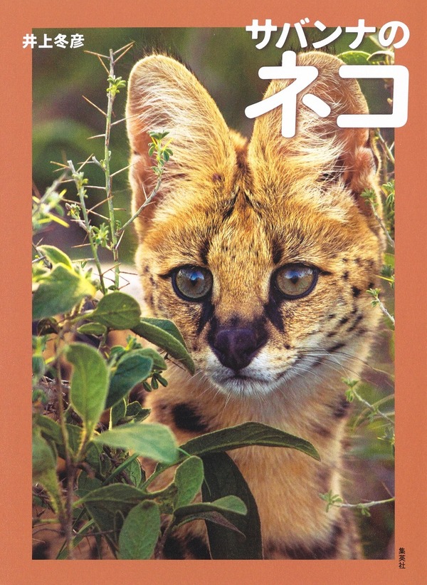 写真集 サバンナのネコ ホーム社より刊行 動物のリアルを伝えるwebメディア Reanimal