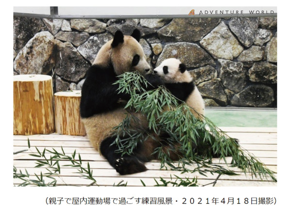 入手困難 アドベンチャーワールド パンダ 親子 ストラップ 良浜 楓浜