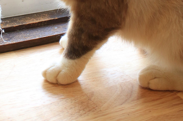 白いソックスを履いているような猫の足をイメージ、ネコリパブリックが新作靴下を発売 11枚目の写真・画像 動物のリアルを伝えるWebメディア