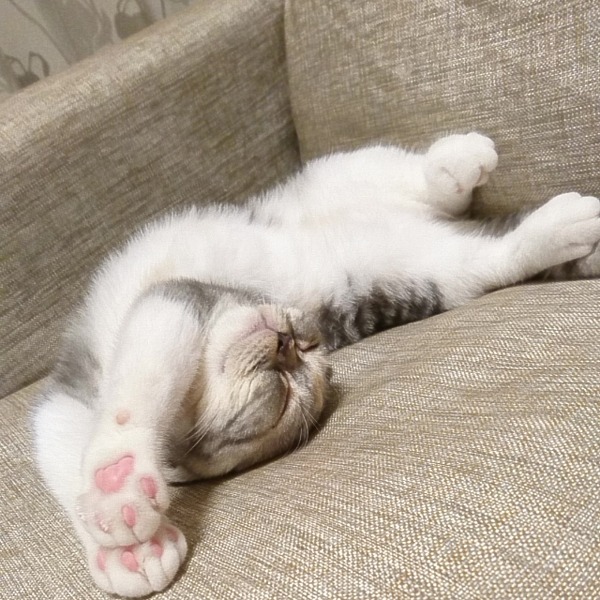 “寝ている猫”ばかりを集めた「WEBねこにすと~ねこ寝っこ篇~」開催 8枚目の写真・画像 動物のリアルを伝えるWebメディア「REANIMAL」 “寝ている猫”ばかりを集めた「WEBねこにすと~ねこ寝っこ篇~」開催 8枚目の写真・画像 動物のリアルを伝えるWebメディア「REANIMAL」