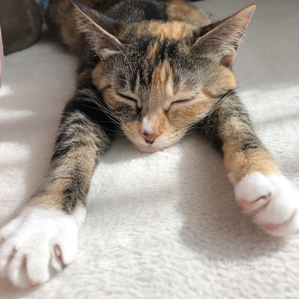 “寝ている猫”ばかりを集めた「WEBねこにすと~ねこ寝っこ篇~」開催 9枚目の写真・画像 動物のリアルを伝えるWebメディア「REANIMAL」 “寝ている猫”ばかりを集めた「WEBねこにすと~ねこ寝っこ篇~」開催 9枚目の写真・画像 動物のリアルを伝えるWebメディア「REANIMAL」