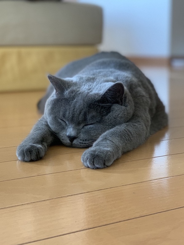 “寝ている猫”ばかりを集めた「WEBねこにすと~ねこ寝っこ篇~」開催 13枚目の写真・画像 動物のリアルを伝えるWebメディア「REANIMAL」 “寝ている猫”ばかりを集めた「WEBねこにすと~ねこ寝っこ篇~」開催 13枚目の写真・画像 動物のリアルを伝えるWebメディア「REANIMAL」