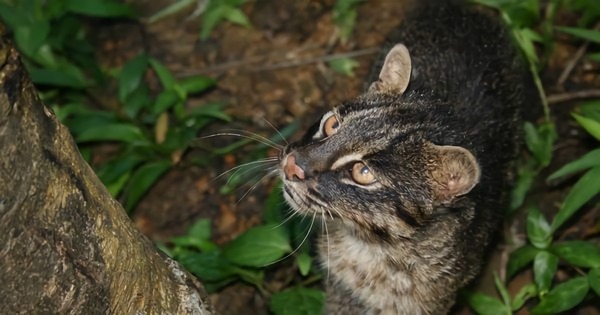 奄美大島ナイトツアー 天然記念物のアマミノクロウサギなど夜行性の希少動物を見に行こう＜瀬戸内町＞by シーゴブリンズ |  奄美大島・奄美群島の観光u0026遊び・体験・レジャー専門予約サイト VELTRA(ベルトラ) - 日本