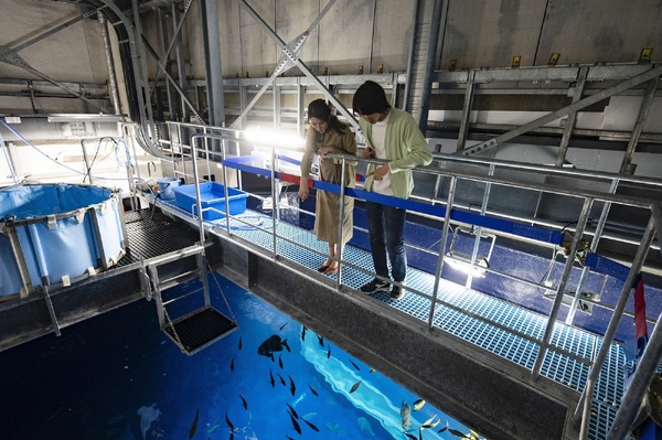 新しい観賞魚を自宅の水族館に慣らす方法