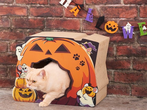 かぼちゃの中から猫がひょっこり、新作爪とぎ「ハロウィーン」登場