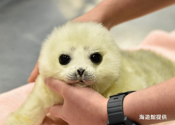 大阪・海遊館の飼育員が語る、オンライン特別講座「ワモンアザラシ