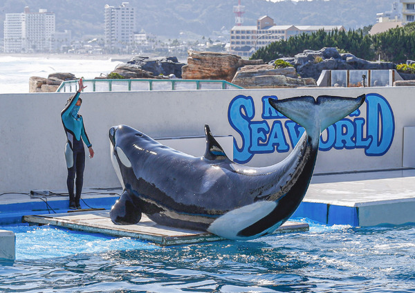 シャチとセイウチ 体重はどのくらい 鴨川シーワールドで公開体重測定 動物のリアルを伝えるwebメディア Reanimal