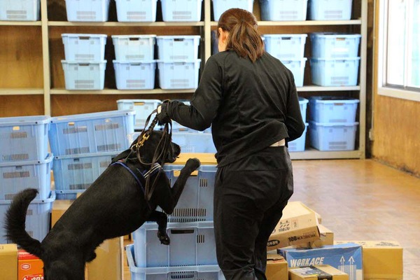 働く犬たち 麻薬探知犬編 日本の入り口で不正薬物の密輸を防ぐ大型犬 インタビュー 5枚目の写真 画像 動物 のリアルを伝えるwebメディア Reanimal
