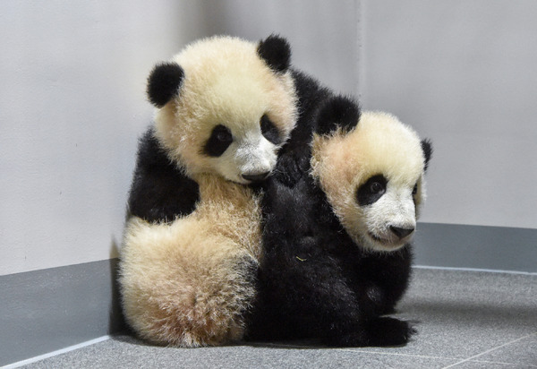 双子パンダのシャオシャオとレイレイ、観覧申し込みは12月21日13時より