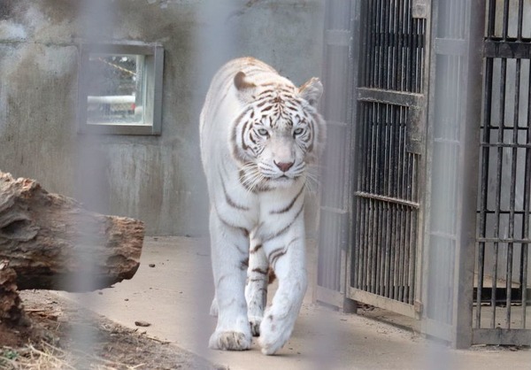 寅年なので、ホワイトタイガーとアムールトラのいる宇都宮動物園に行っ