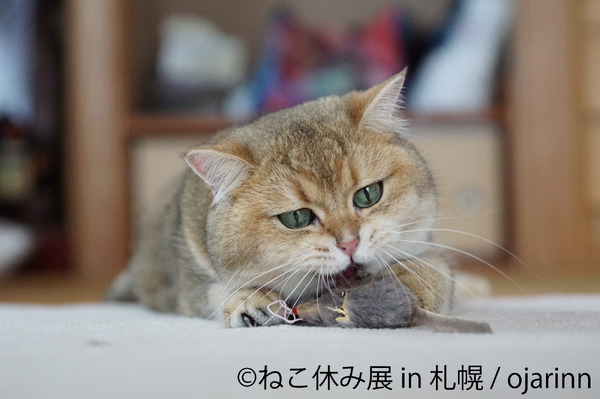ねこ休み展 約4年ぶりに札幌パルコにて開催 2月11日 22日 動物のリアルを伝えるwebメディア Reanimal