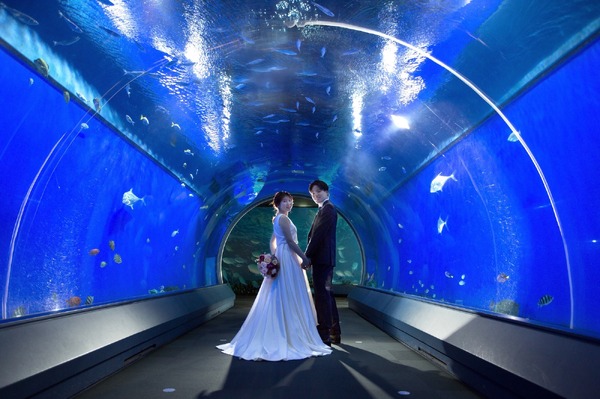 シェラトン都ホテル大阪×海遊館＆ニフレル、フォトウェディングプラン