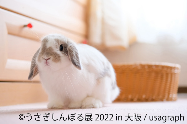 うさぎしんぼる展 2022 in 大阪」開催、3月3日“うさぎの日”は