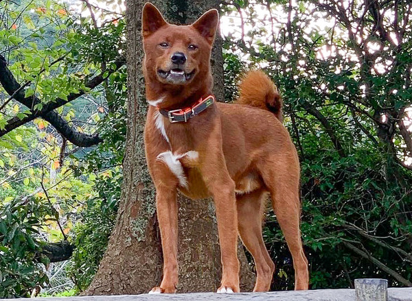 油絵 専用 穏やかなお利口さんの柴犬 見本 油絵 専用 穏やかなお利口
