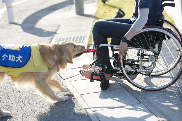 失敗した介助犬を引き取る方法