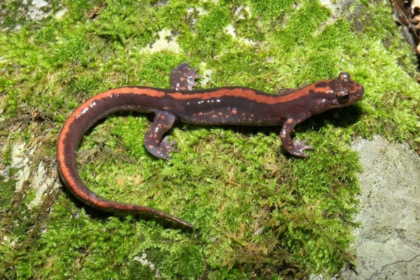 国立科学博物館、サンショウウオの新種を発見…背中に鮮やかな