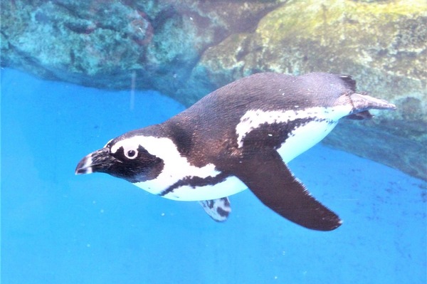 象 パンダ 豹 梟 亀 昆虫 魚 犬 猫 キリン ペンギン ブローチ 等 49点 象 パンダ 豹 梟 亀 昆虫 魚 犬 猫 キリン ペンギン ブローチ 等 49点 PDF)