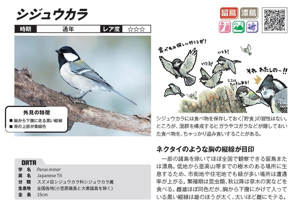 女性が喜ぶ♪ 日本の野鳥 高画質映像と鳴き声の世界 iauoe.edu.ng