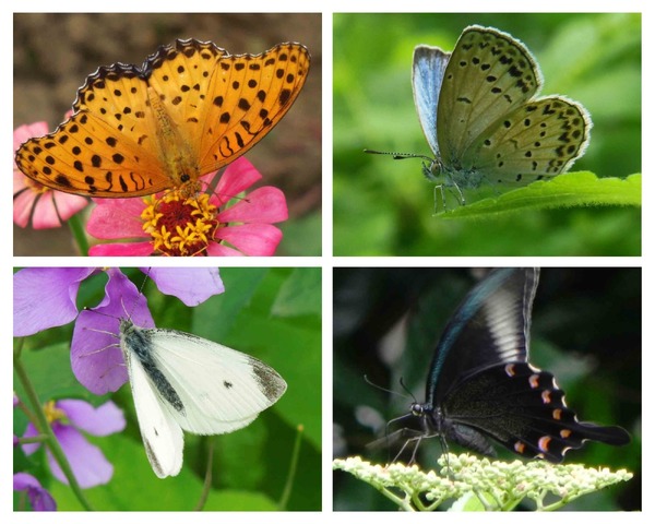 バタフライガーデン 蝶があつまる草花」、板橋区立熱帯環境植物館にて