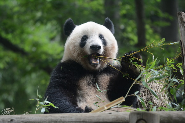 上野動物園 整理券予約システムを導入し再開 ジャイアントパンダ シャンシャン は3歳に 動物のリアルを伝えるwebメディア Reanimal
