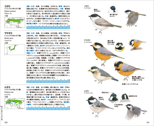 日本で見られる野鳥638種を掲載した「フィールド図鑑 日本の野鳥 第2版」刊行…文一総合出版 3枚目の写真・画像