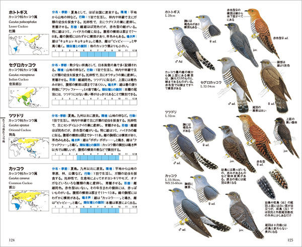 日本で見られる野鳥638種を掲載した「フィールド図鑑 日本の野鳥 第2版」刊行…文一総合出版 4枚目の写真・画像