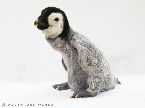 アドベンチャーワールド エンペラーペンギンの赤ちゃんの公開日が決定 10月9日から 動物のリアルを伝えるwebメディア Reanimal