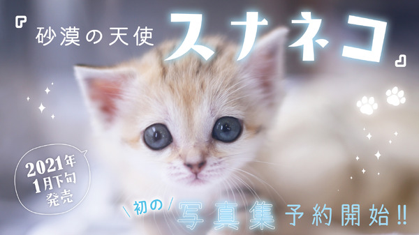 写真集 砂漠の天使 スナネコ 学研プラスより刊行 21年1月28日 動物のリアルを伝えるwebメディア Reanimal