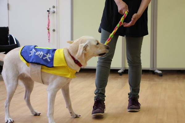 犬を訓練するためにポジティブ強化を使用する方法