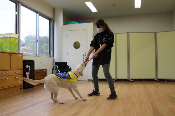 犬を訓練するためにポジティブ強化を使用する方法