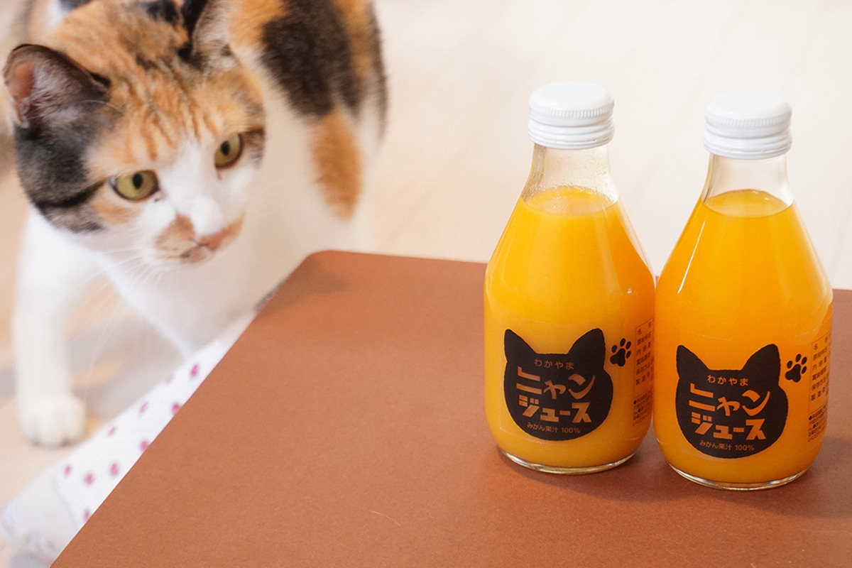 和歌山みかん100 の ニャンジュース こたつなしタイプも登場 売上の2 を保護猫活動の支援金へ 動物のリアルを伝えるwebメディア Reanimal 和歌山みかん100 の ニャンジュース こたつなしタイプも登場 売上の2 を保護猫活動の支援金へ 動物のリアルを伝えるwebメディア Reanimal