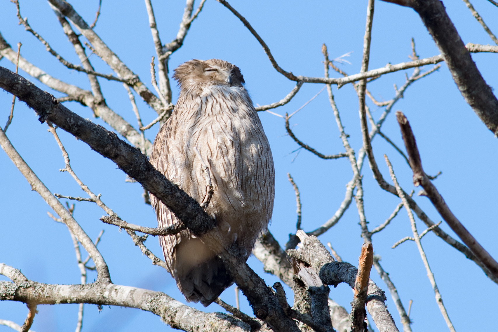 シマフクロウの生息地保全のため 北海道 日高地域に新しい野鳥保護区が誕生 動物のリアルを伝えるwebメディア Reanimal