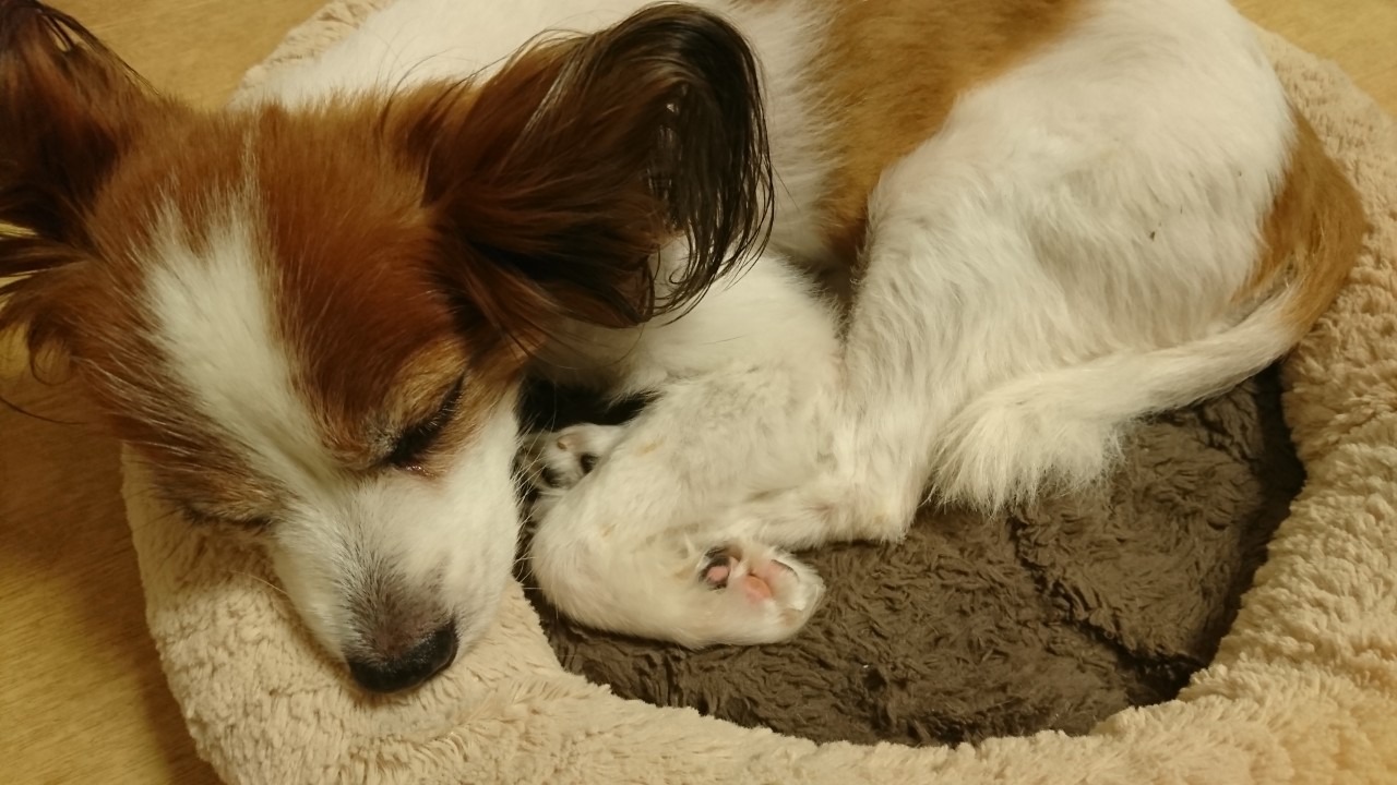 僕と愛犬の癌闘病記 Vol 5 後悔を拭い去る これから の終活が始まる 動物のリアルを伝えるwebメディア Reanimal 僕と愛犬の癌闘病記 Vol 5 後悔を拭い去る これから の終活が始まる 動物のリアルを伝えるwebメディア Reanimal
