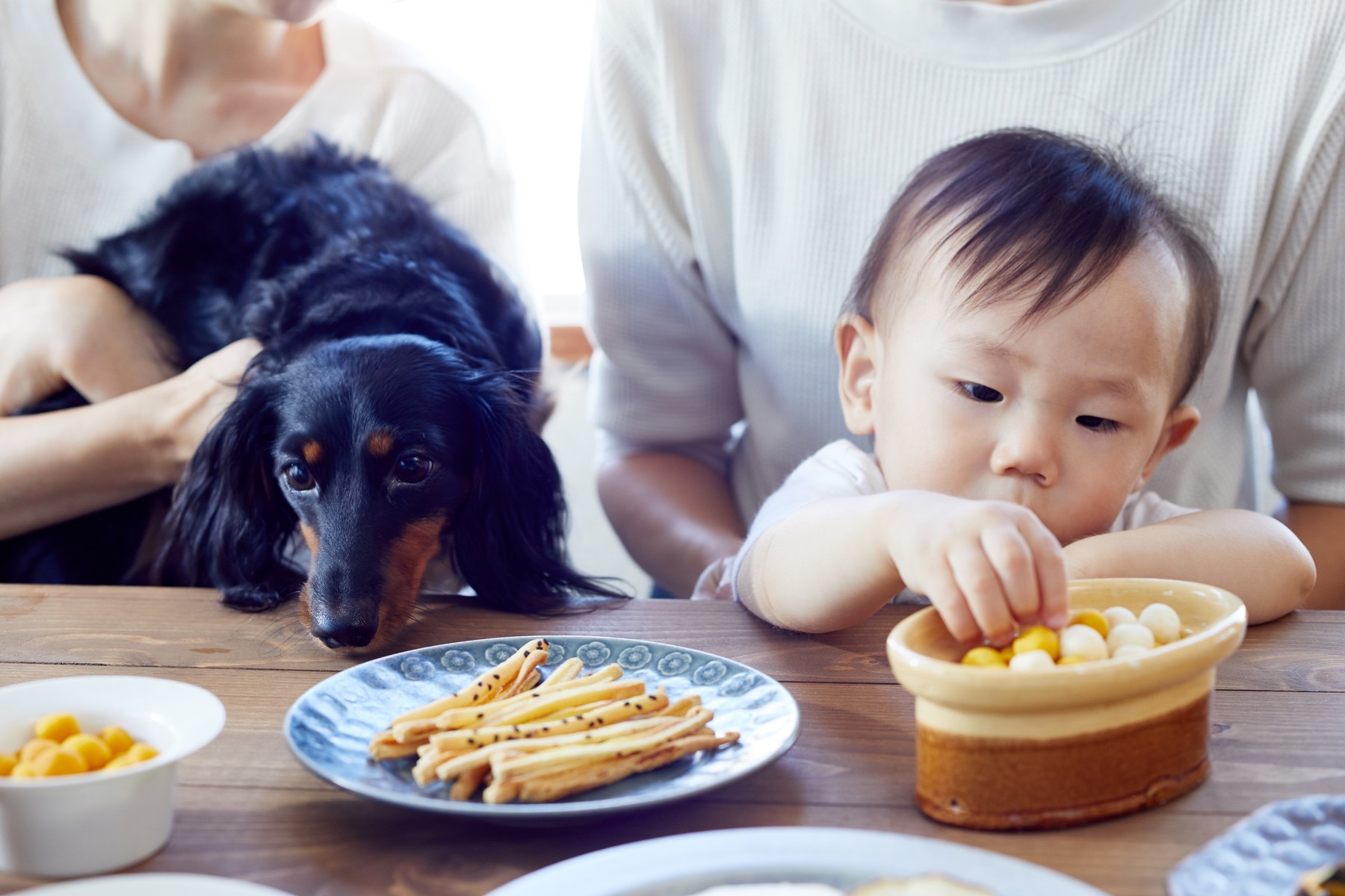 人と犬がシェアしながら食べられる無添加おやつとごはんを製造販売する ワンズデイリー 設立 動物のリアルを伝えるwebメディア Reanimal