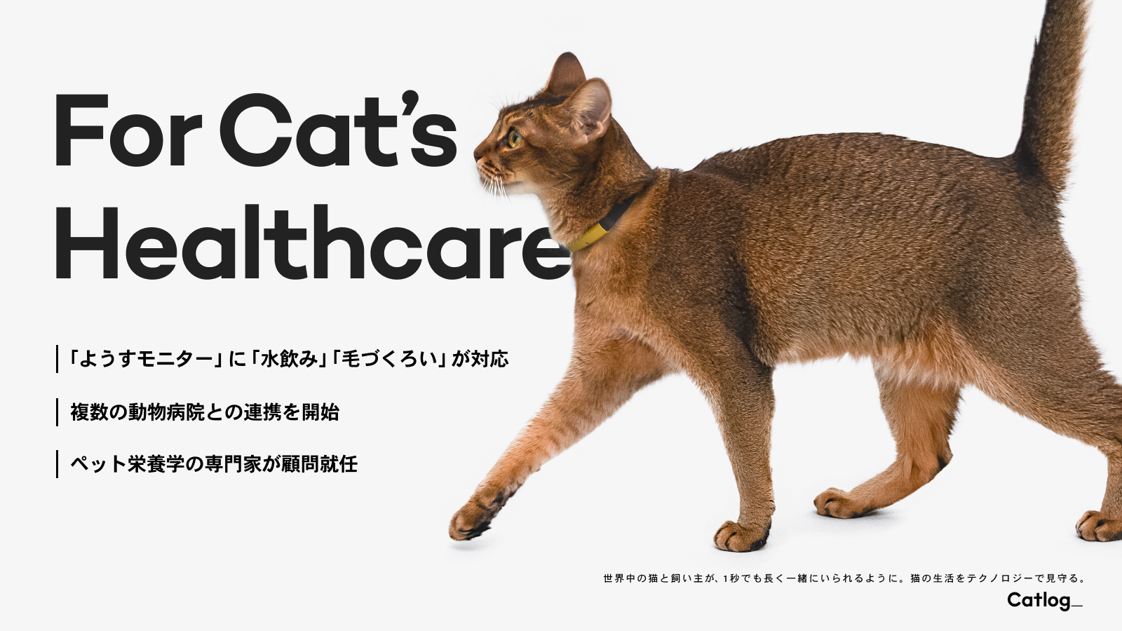 Catlogの ようすモニター 機能が水飲みと毛づくろいに対応 Rabo 動物のリアルを伝えるwebメディア Reanimal