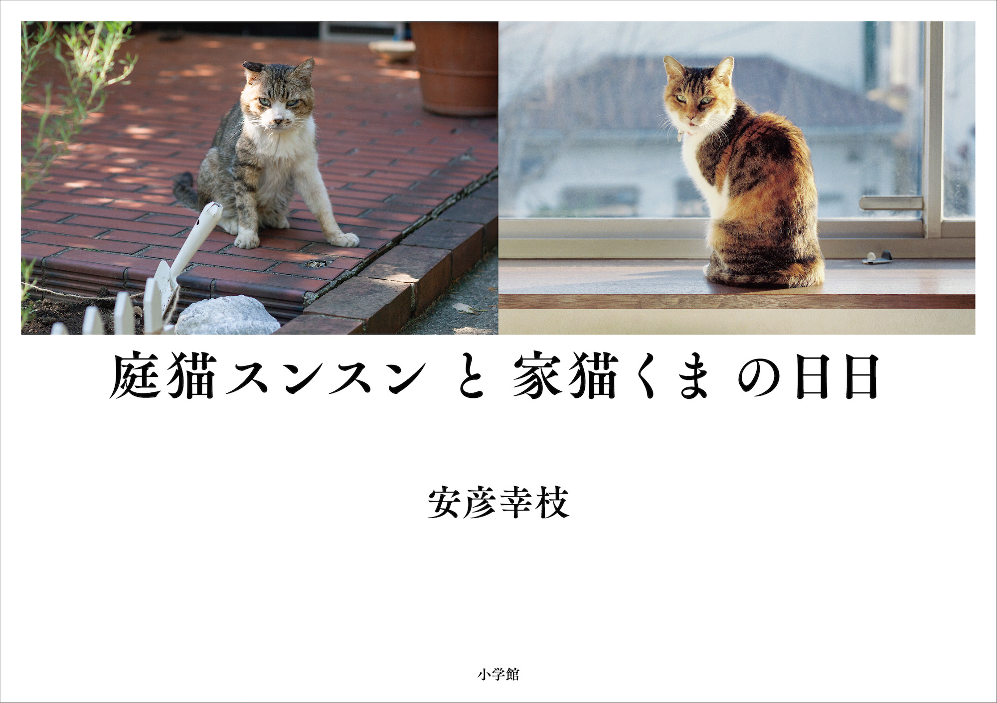 猫をめぐる命の物語 写真集 庭猫スンスンと家猫くまの日日 小学館より刊行 動物のリアルを伝えるwebメディア Reanimal