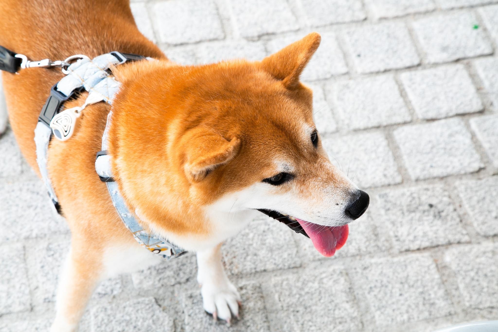 愛犬の認知症 どうやって対応したらいい 後編 動物のリアルを伝えるwebメディア Reanimal 愛犬の認知症 どうやって対応したらいい 後編 動物のリアルを伝えるwebメディア Reanimal