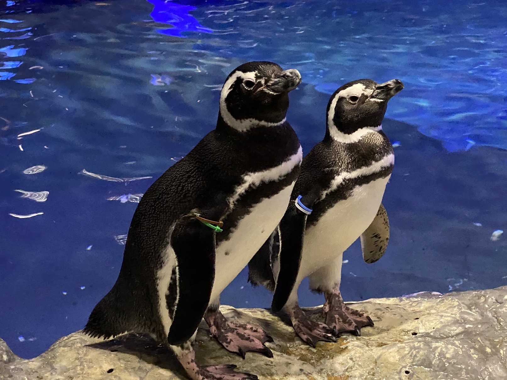 ペンギンたちの関係性が一目瞭然 すみだペンギン相関図21 京都ペンギン相関図21 公開 1月30日から 動物のリアルを伝えるwebメディア Reanimal ペンギンたちの関係性が一目瞭然 すみだペンギン相関図21 京都ペンギン相関図21 公開 1月30日から 動物のリアルを伝えるwebメディア Reanimal