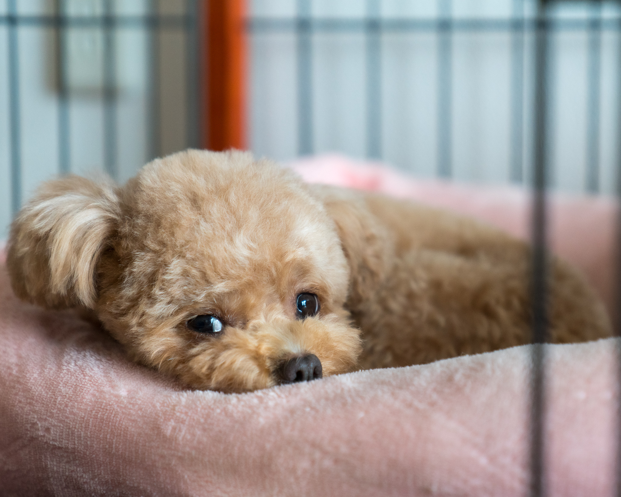 犬の避妊 去勢手術はどうすべきか Vol 4 内分泌系疾患の可能性を考える 動物のリアルを伝えるwebメディア Reanimal