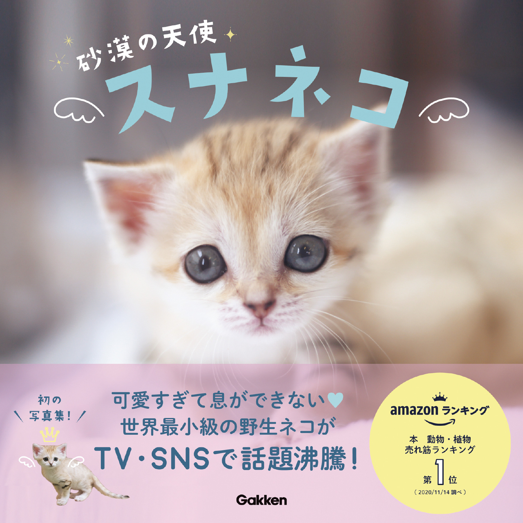 写真集 砂漠の天使 スナネコ 学研プラスより刊行 動物のリアルを伝えるwebメディア Reanimal