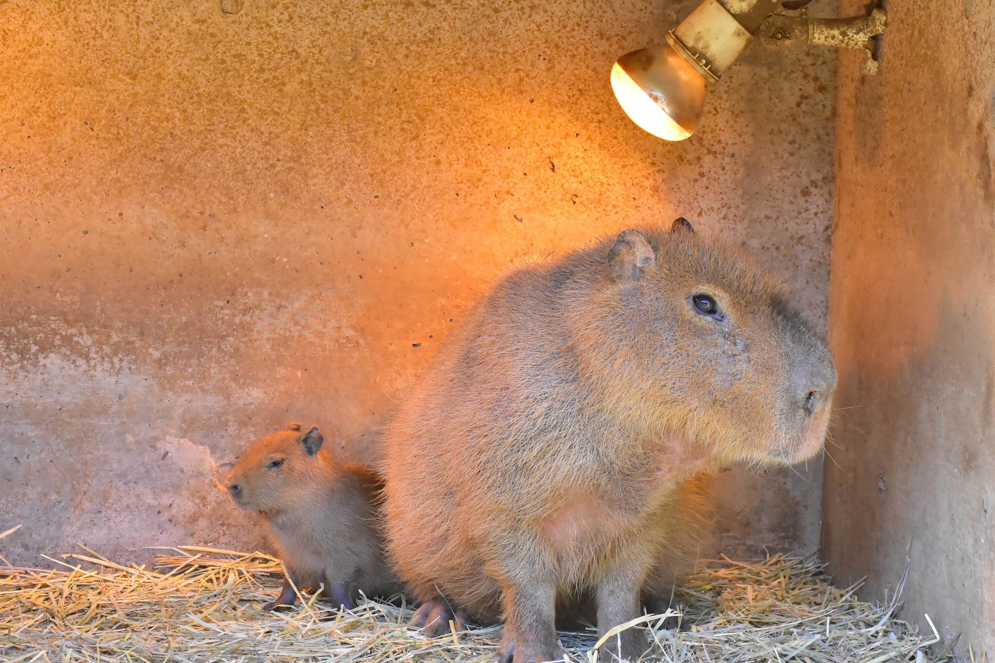 伊豆シャボテン動物公園でカピバラ ミミナガヤギ エミューの赤ちゃん誕生 動物のリアルを伝えるwebメディア Reanimal