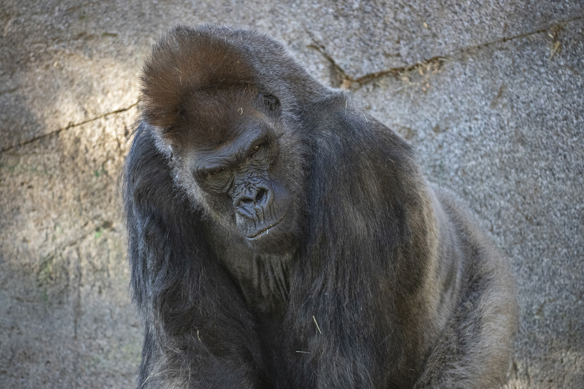 アメリカで新型コロナウイルスに感染したゴリラ 人工抗体で回復へ 動物のリアルを伝えるwebメディア Reanimal