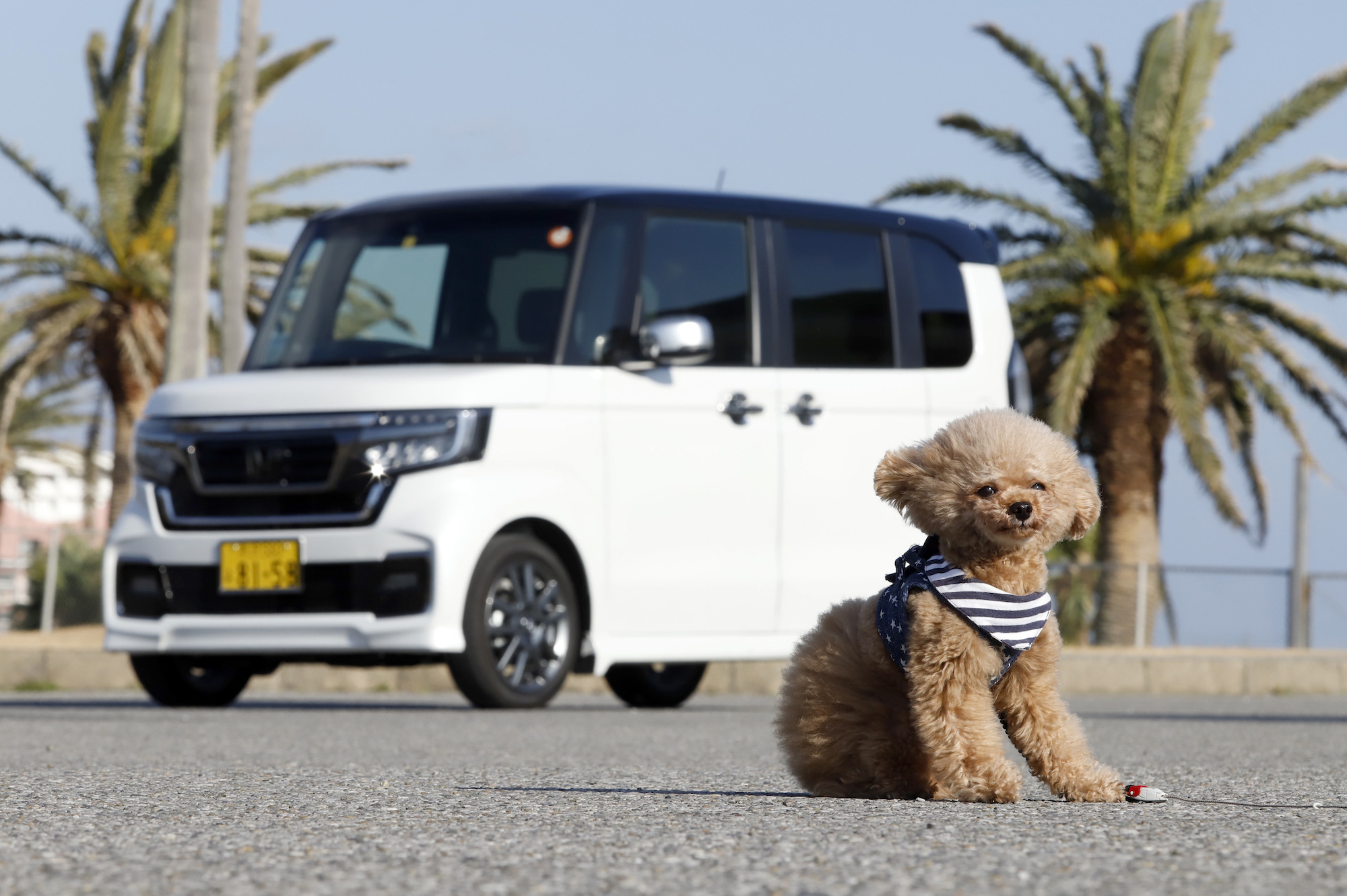 ホンダ 新型 N Box Customで愛犬と日帰りドライブ 安全で快適なペット用アイテムが活躍 動物のリアルを伝えるwebメディア Reanimal