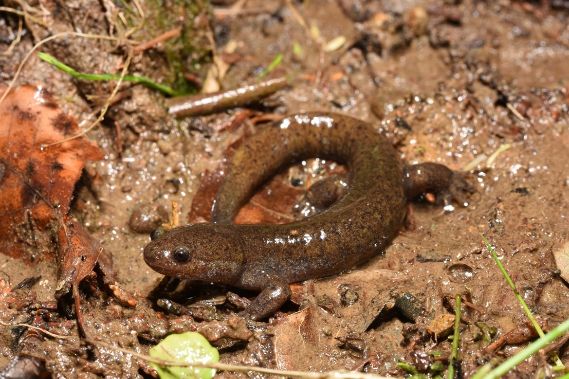 地球温暖化によりサンショウウオが大型化 40年以上の観測データにより発覚 東京都立大 動物のリアルを伝えるwebメディア Reanimal